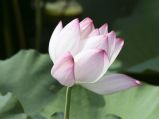 【夏花烂漫】入伏：西湖边赏荷