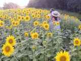 【夏花烂漫】盛开的向日葵