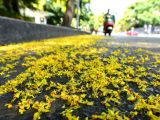 【大美中国】杭州：秋风吹落一地“金黄” 