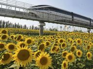 银川：第九届中国花博会