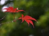 摄影小课堂：一场秋雨一场寒
