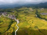 秋色：苗族村寨的金色田园风光