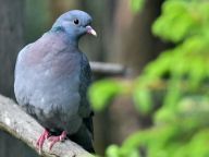 各国出“奇招”应对生物入侵