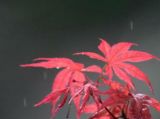 摄影小课堂：秋雨与“枫”