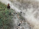 【人文中国】伊犁河谷：秋季大转场