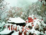 【这里是北京】秋雪落京城