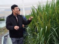 水稻新种质：高产“巨型稻”