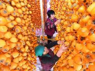 丰收季：金秋柿红采摘忙