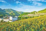 【十九大·理论新视野】浅议实施乡村振兴战略