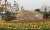 世界互联网大会纪念林 又多一批梧桐树