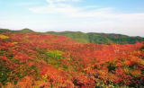 杨朔：香山红叶