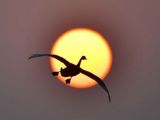 摄影小课堂：夕阳渡飞鸟