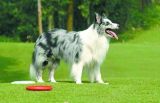 世界犬种智商排行TOP10