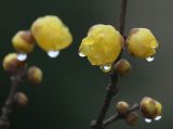 摄影小课堂：蜡梅凝雨