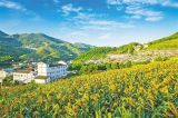 乡村振兴要在五个方面做好“精品示范”