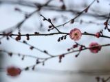 【春暖花开】杭州：灵峰探梅赏春时