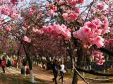 【大美中国】樱花盛开：“圆通樱潮”
