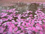 摄影小课堂：雨后梅花