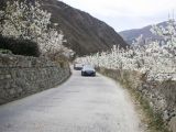 金川：梨花铺就乡村振兴路