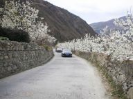 金川：梨花铺就乡村振兴路