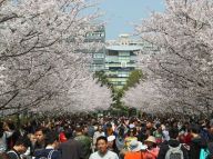 赏樱季：同济大学“樱花节”