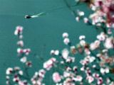 春暖花开：踏春赏景正当时