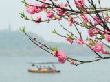 【春暖花开】西湖：桃花朵朵开