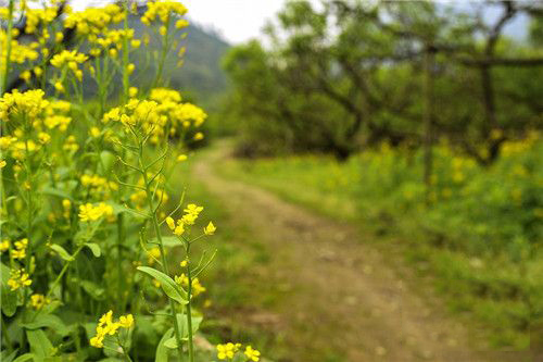 2018清明节踏青哪里好 这些地方都很不错