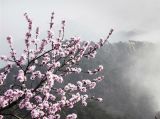 【大美中国】云海伴山花