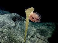 “科学”号探访麦哲伦海山