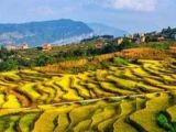 实施乡村振兴战略 走中国特色社会主义乡村振兴道路