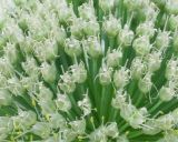 小小的苔花也要学牡丹盛开