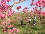 【大美中国】花开四月