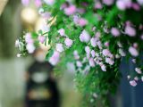 【春暖花开】南京街头蔷薇香