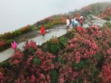 【春暖花开】漫山杜鹃红遍