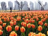 【春暖花开】黄河岸边之郁金香绽放