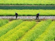 【大美中国】初夏农耕忙