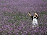 【大美中国】马鞭草，一片紫色的花海