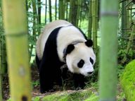 汶川：大熊猫下山来“串门”