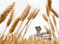 夏粮丰收：口粮安全有保障