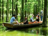 【绝美风光】武汉涨渡湖之水上森林