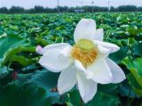 美丽“荷花池”助力乡村旅游