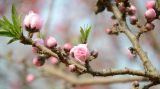 京城赏花——四月芳菲何处寻