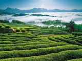 用法治护航乡村振兴