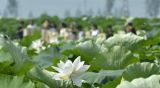河北隆尧：夏日荷塘引客来