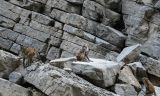 小三峡闻“猿啼声”