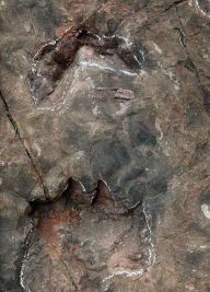 科研人员发现中国最大侏罗纪早期蜥脚类恐龙足迹群