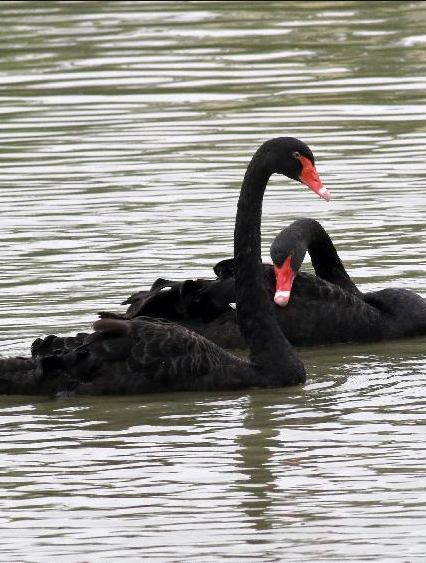 【七夕】动物也过情人节