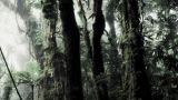 【纪实】探秘雨林之雨林深处