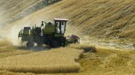 新疆：天山麦海 开镰收割